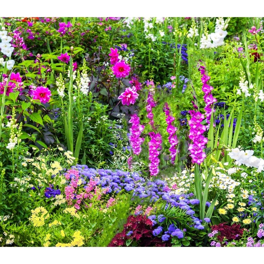 Bee and Butterfly Blooming Collection 100 Bulbs Featuring 4 Varieties of Flowers