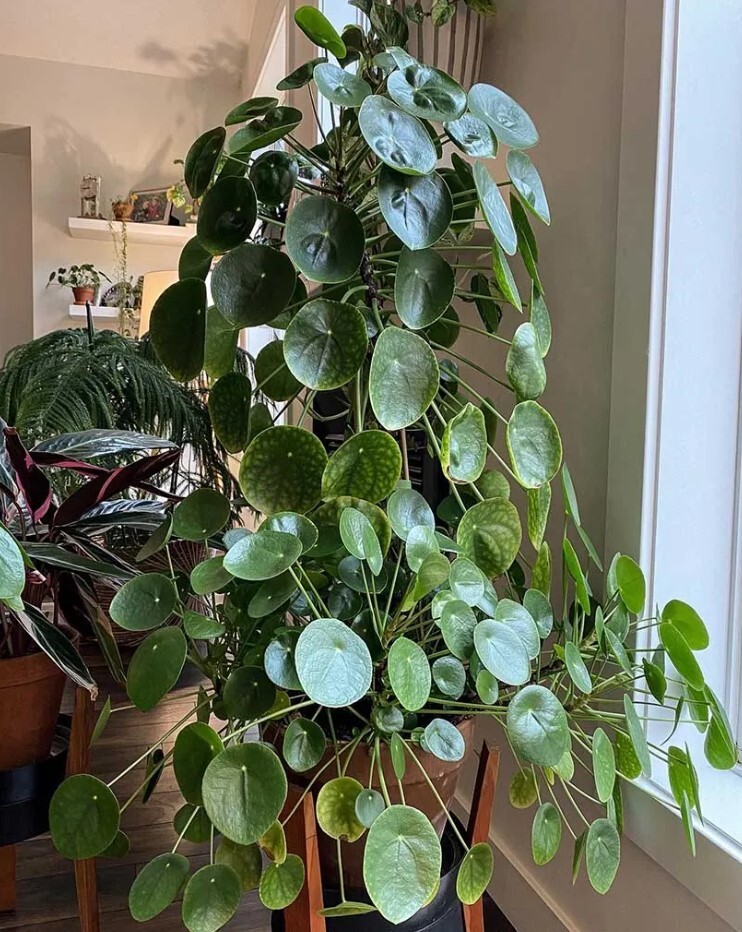 Pilea Peperomioides Live Plant – Chinese Money – 2″ Pot – Low Maintenance Plant