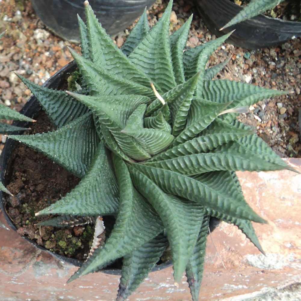 Rare Succulent Plants | Live House Plants for Home Office and Garden Decor