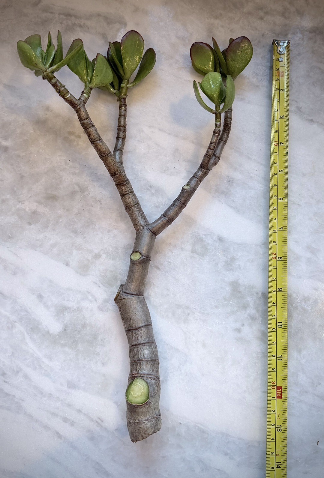 12”-14” Jade Crassula Ovata 1 stem Cutting red tippedlucky easy grow Succulent