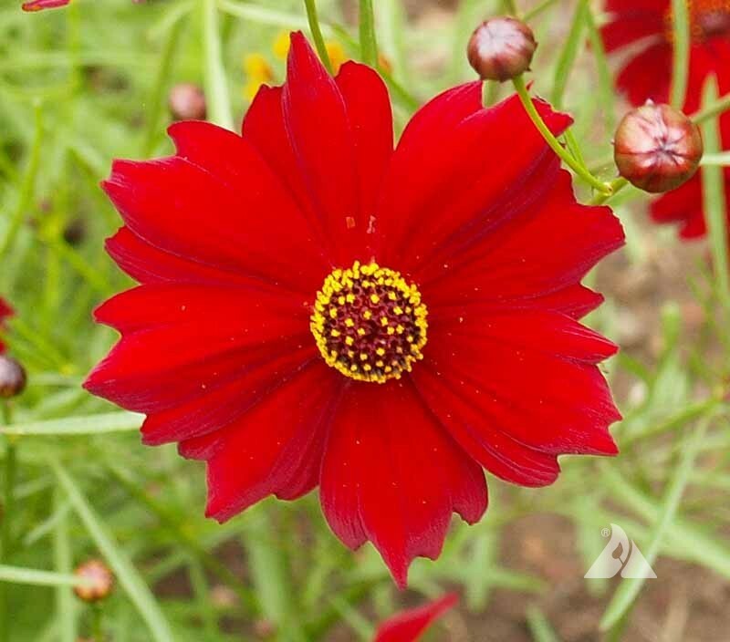 25 Dwarf Red Plains Coreopsis Seeds-Native Heirloom-Reseeding Annual-Fresh Seed 
