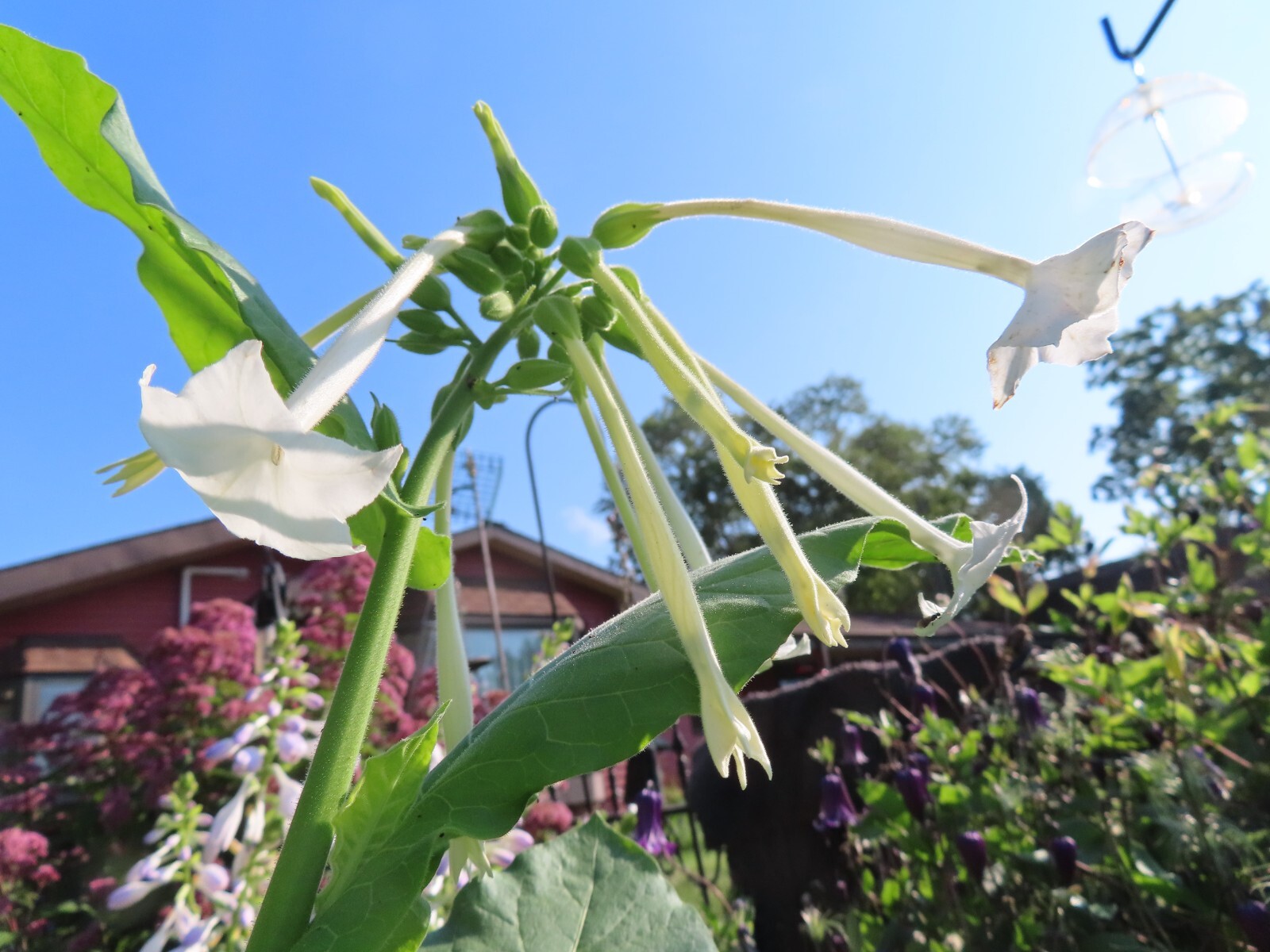 Nicotiana – Only The Lonely – Intoxicating Fragrance White Flowers -Organic Seed