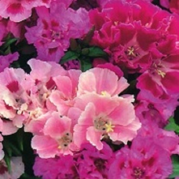 50+ Clarkia Pink Mix Flower Seeds / Reseeding Annual / Godetia