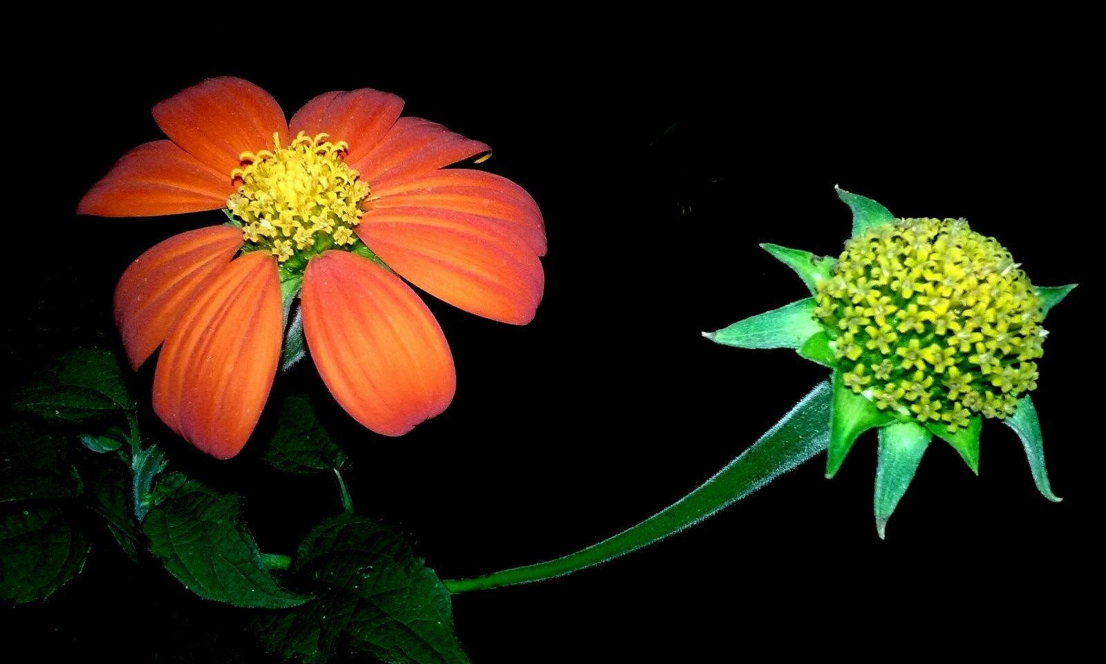 Mexican Sunflower Mix – 20 Seeds BOLD COLORS! COMB. S/H SEE OUR STORE