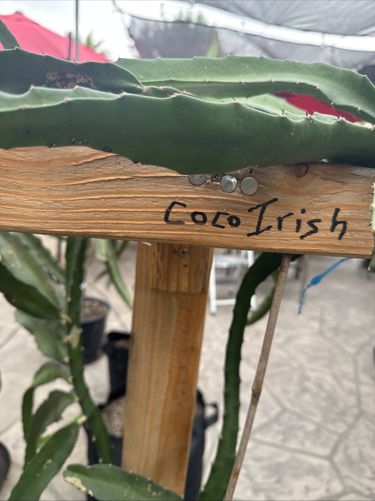Coco Irish Dragon Fruit Cutting 8 to 12 inches ￼