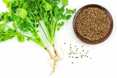 Cilantro Seeds- ‘Coriandrum sativum’ Great Herb Combined S/H- SEE OUR STORE!