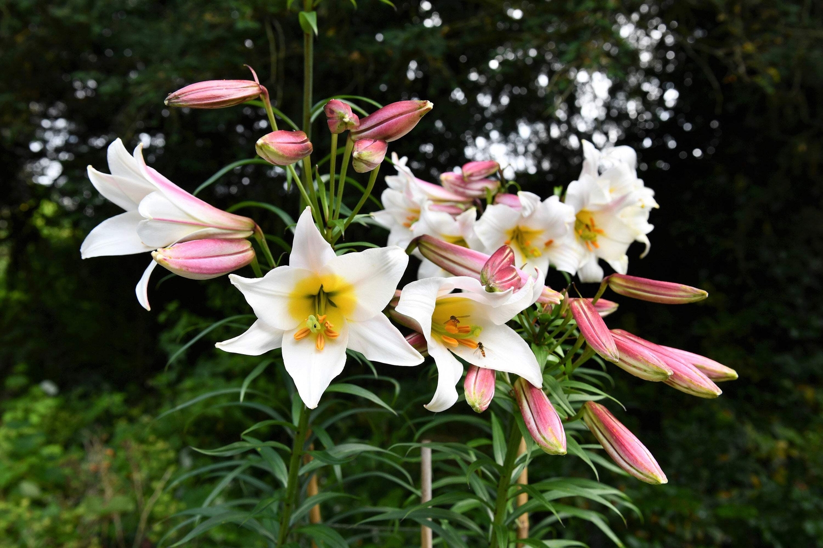 10 REGAL TRUMPET LILY Royal King’s Lilium Regale White Pink Yellow Flower Seeds