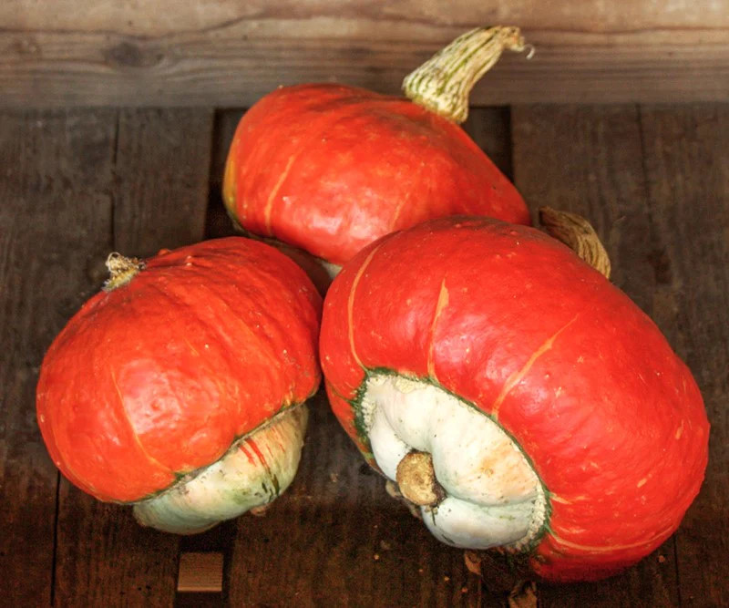 Mini Red Turban Ornamental Gourd Seeds – For 2025 Planting Elf Houses Miniature