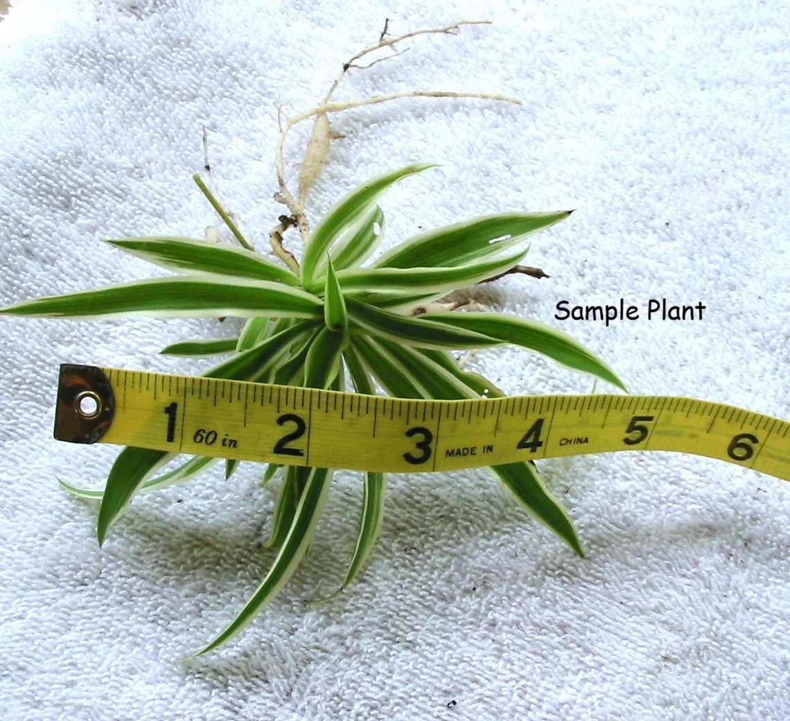 Small Spider Plant Babies – 4 Piece – Fresh LIVE With Roots Ready to plant