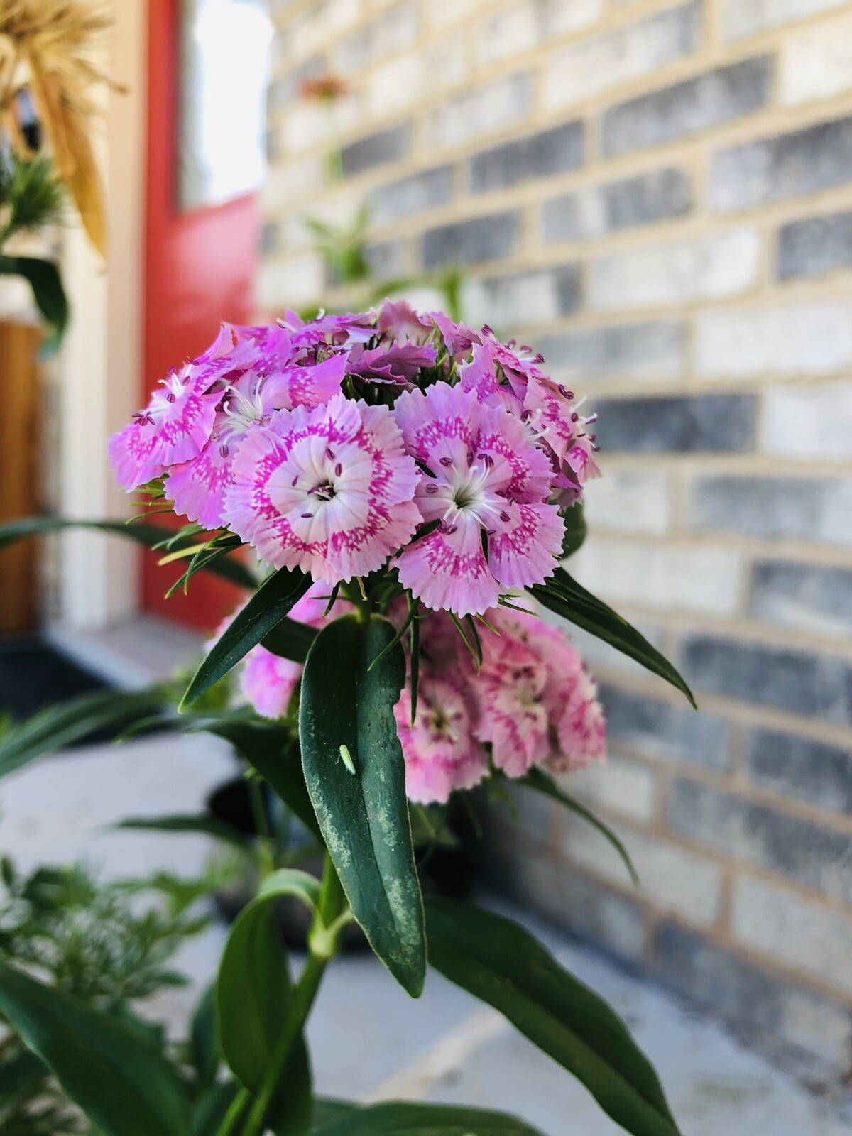 150 Pink BICOLOR SWEET WILLIAM Seeds (Dianthus barbatus) Perennial Flower