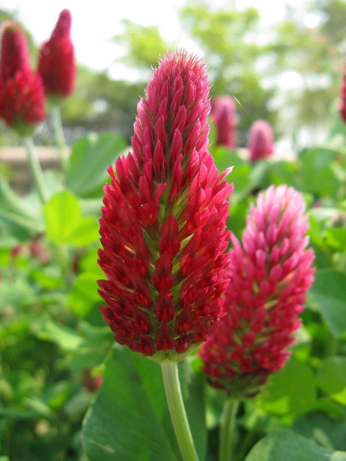 GMO-Free 5lb Tri-Clover Mix – Attracts Pollinators & Improves Soil Fertility