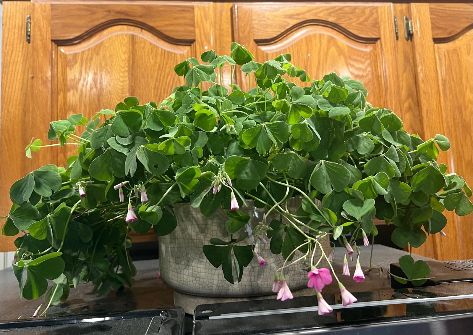 Oxalis “Articulata ssp Rubra” Shamrock/Wood Sorrel Bulb or Plant (You Choose)