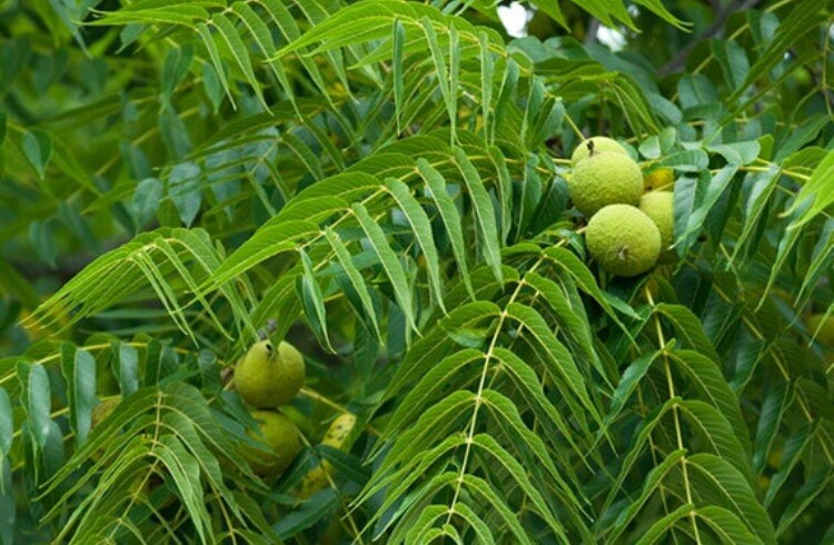 1-2 year old Black walnut tree, Julans Nigra, edible nuts plus Timber wood 12″+