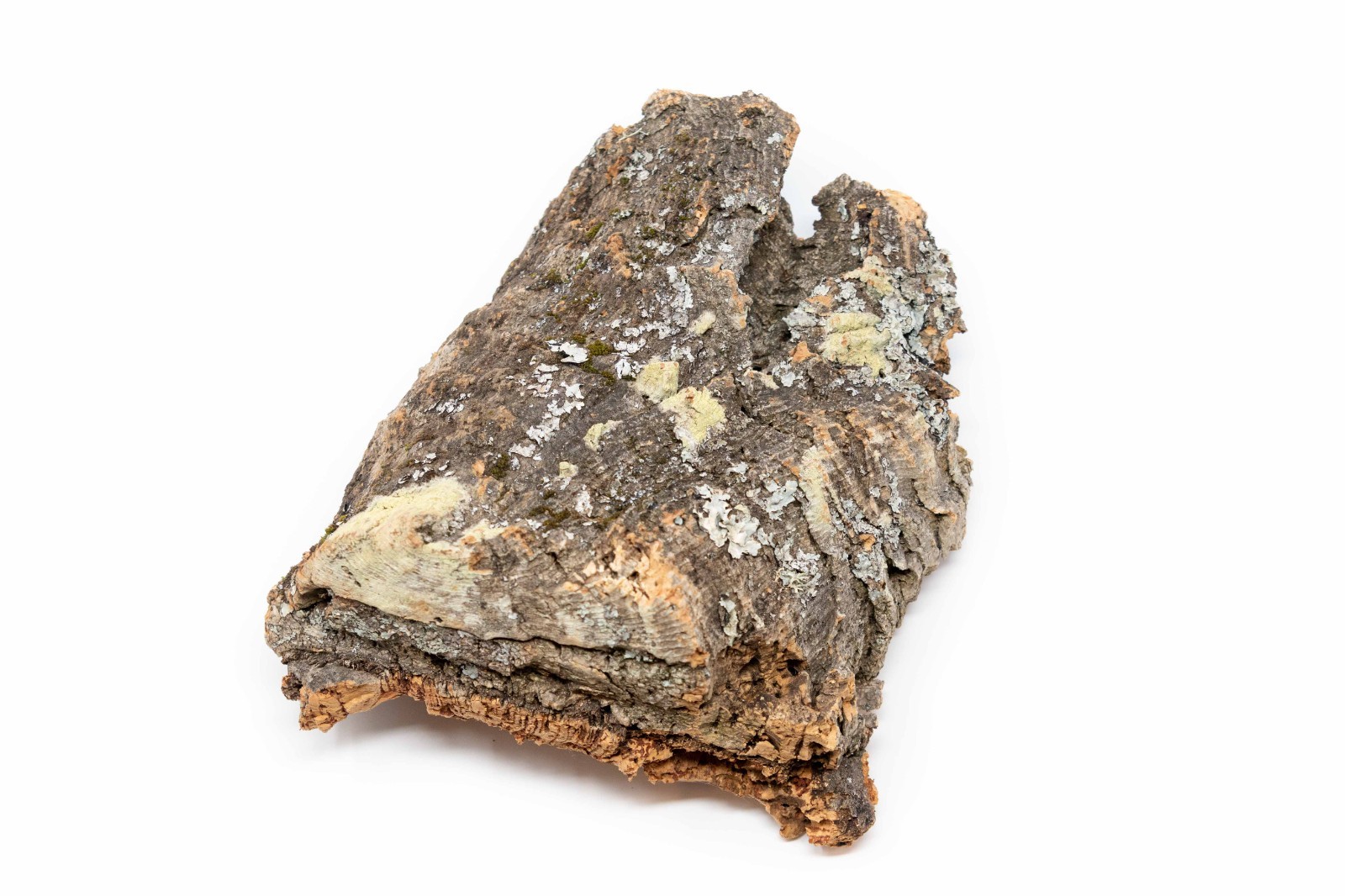 Rustic Cork Bark Slabs for Display or Mounting – No Plants Included