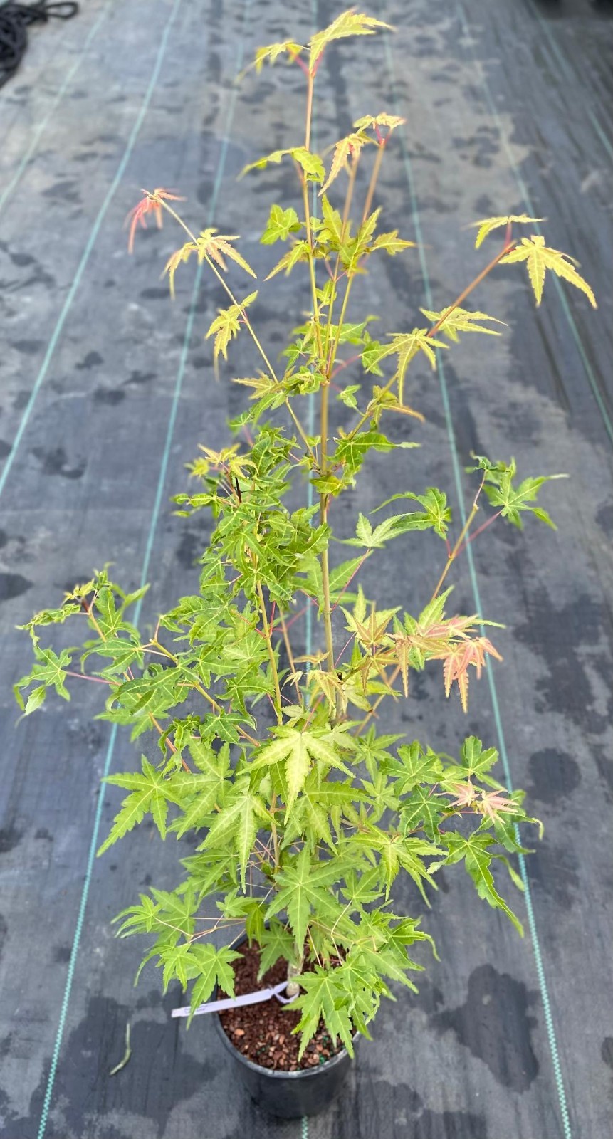 Acer palmatum ‘La Diabla’ (La Diabla Japanese Maple)