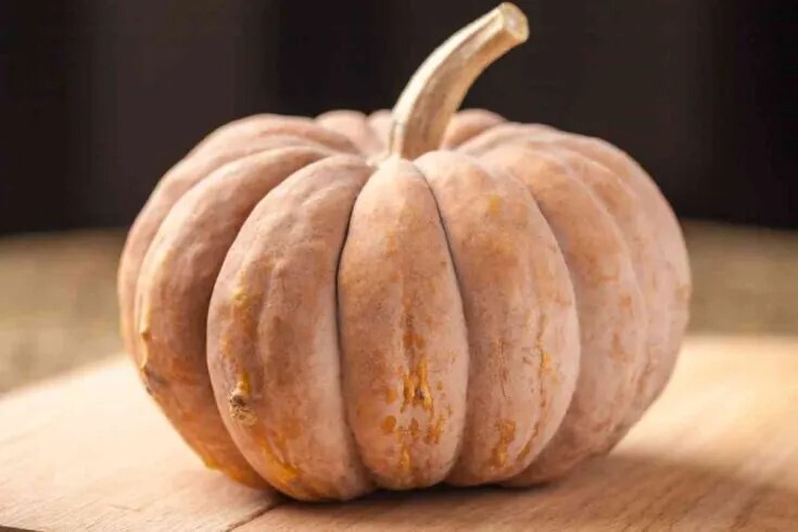 10 Long Island Cheese Pumpkin Squash Seeds