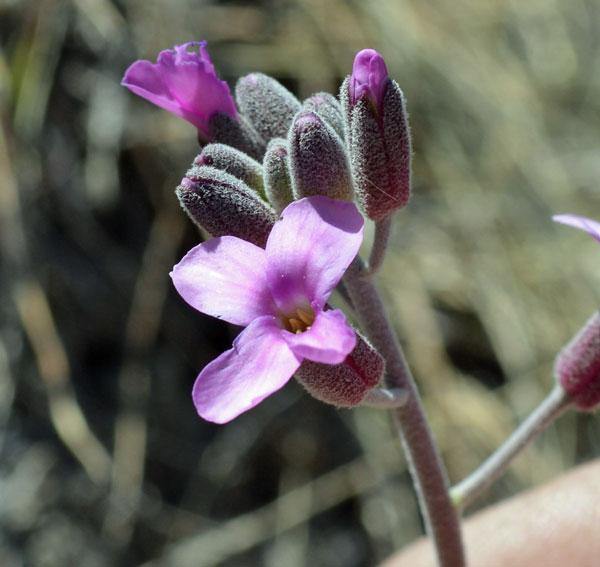 Boechera pulchra | Prince’s Rock Cress | 50 Seeds