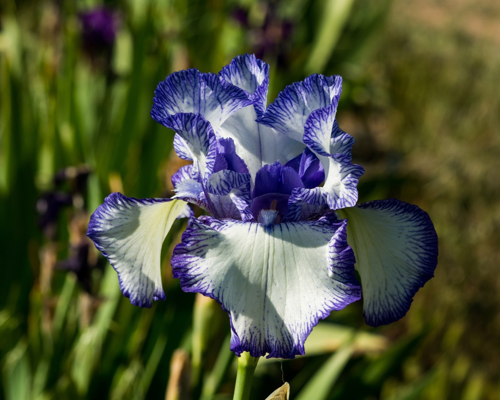 **INK PATTERNS** Tall Bearded Iris. Pre-Order, Combined Shipping: Jul – Sep