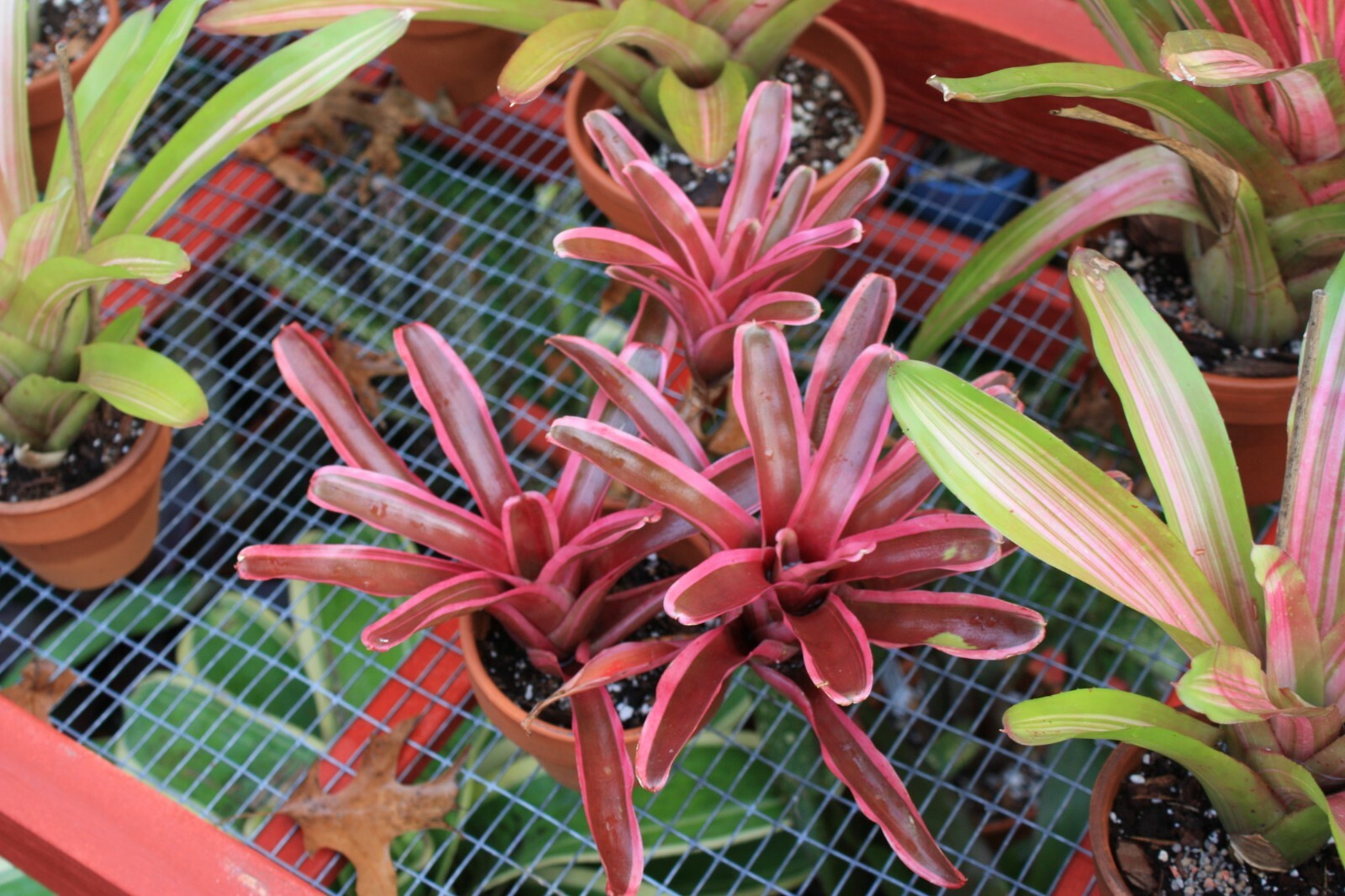 8 assorted bromeliads mix lot SMALL plants neoregelia vriesea billbergia pups
