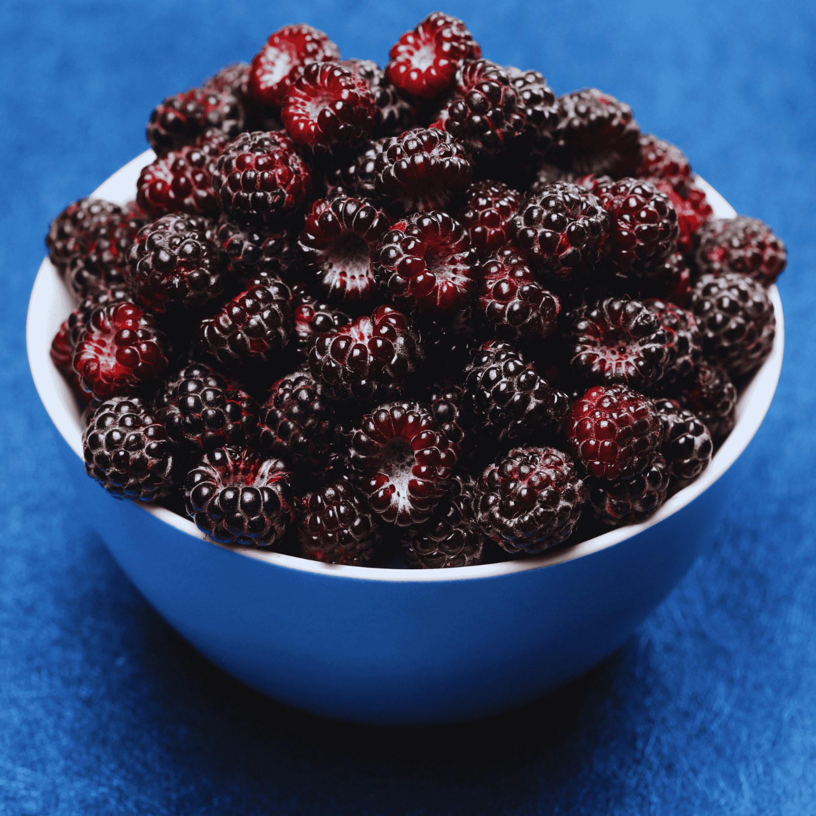 Hand Picked Nursery Jewel Black Raspberry Plugs – Bare Root Plug, 1-Year-Old