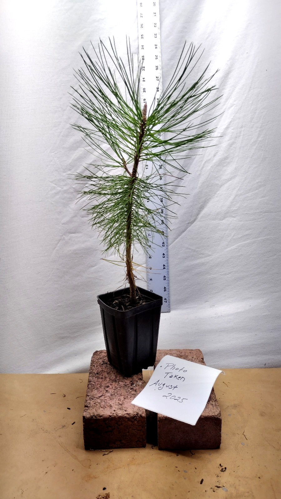 Ponderosa Pine Native Christmas Tree in small nursery pot. Pinus.