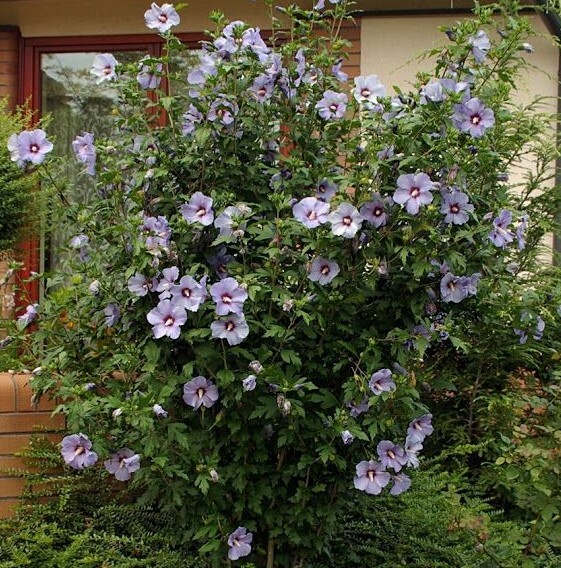 Blue Bird Hibiscus ( Althea ) – Rose Of Sharon – Live Plant – ( 1 QT )