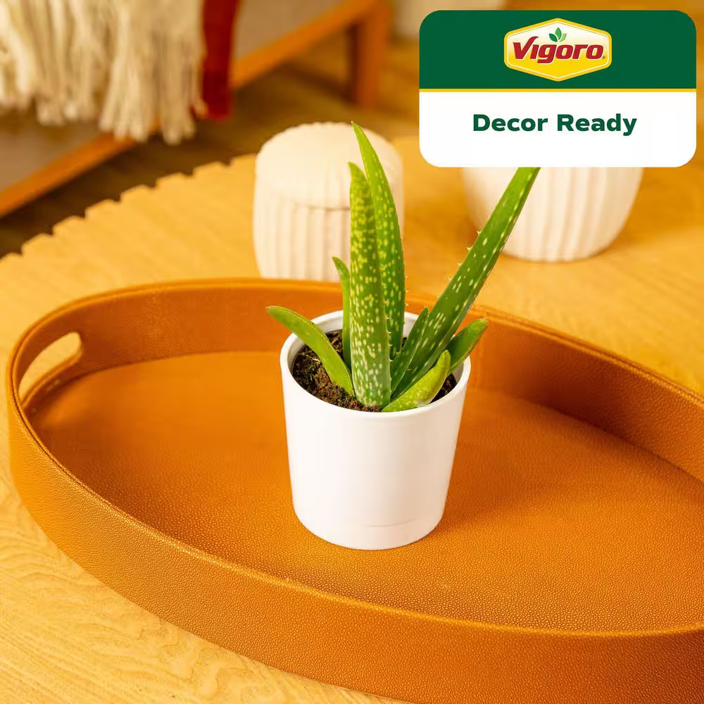 Aloe Vera Indoor Plant in 4 In. Decor White Pot, Avg. Shipping Height 7 In. Tall