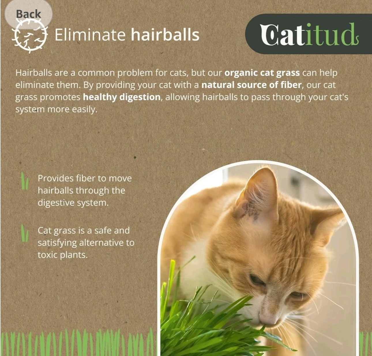 CATITUD cat Grass KIT Includes Pot with Non-Slip Base and 2 Packets of Seeds