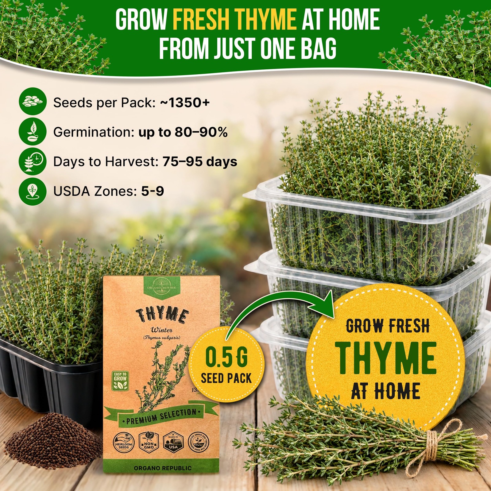 Thyme Seeds Pack 0.5 G – Over 1,350 Non-GMO Heirloom 0.5G, Green
