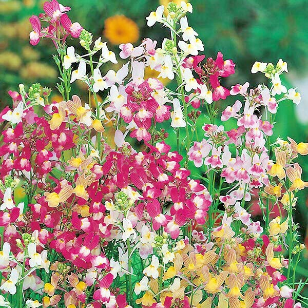 2001+DWARF SNAPDRAGON Mix Flower Seeds Toadflax Wildflower Garden Container Easy