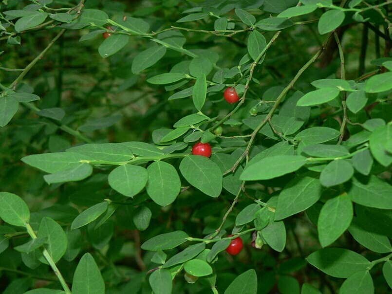 30 Red Huckleberry Seeds for Planting Vaccinium parvifolium
