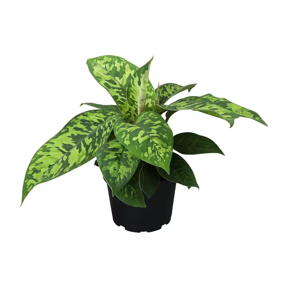 Homalomena Camouflage Live Indoor Tropical Houseplant 6 In. Grower Pot