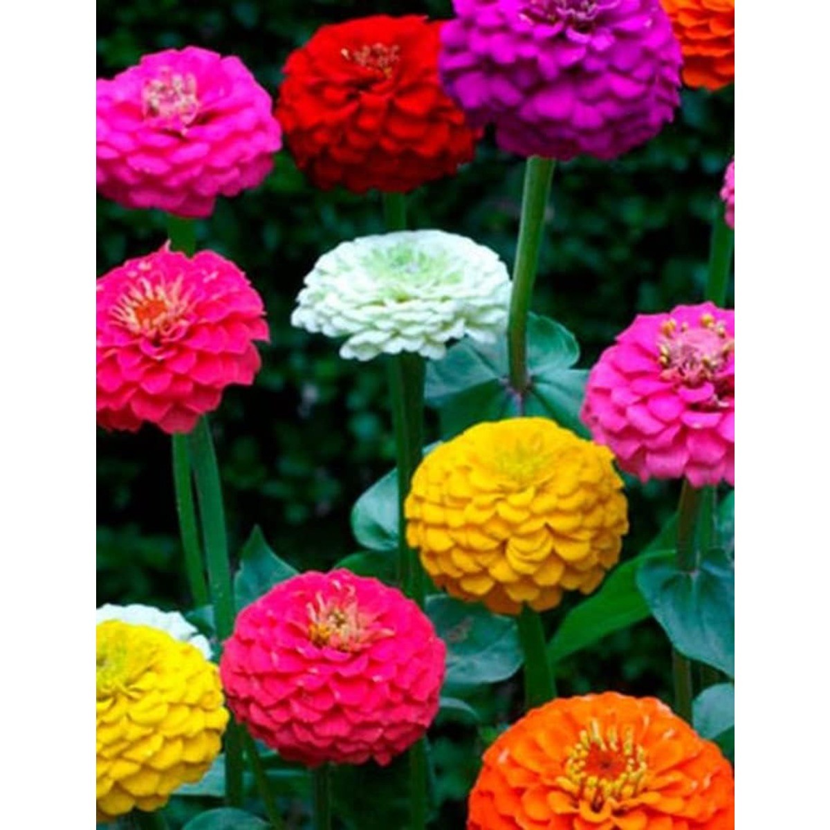 150 Mixed Zinnia Seeds Dwarf Annual Flower Garden Balcony High Germination Rate