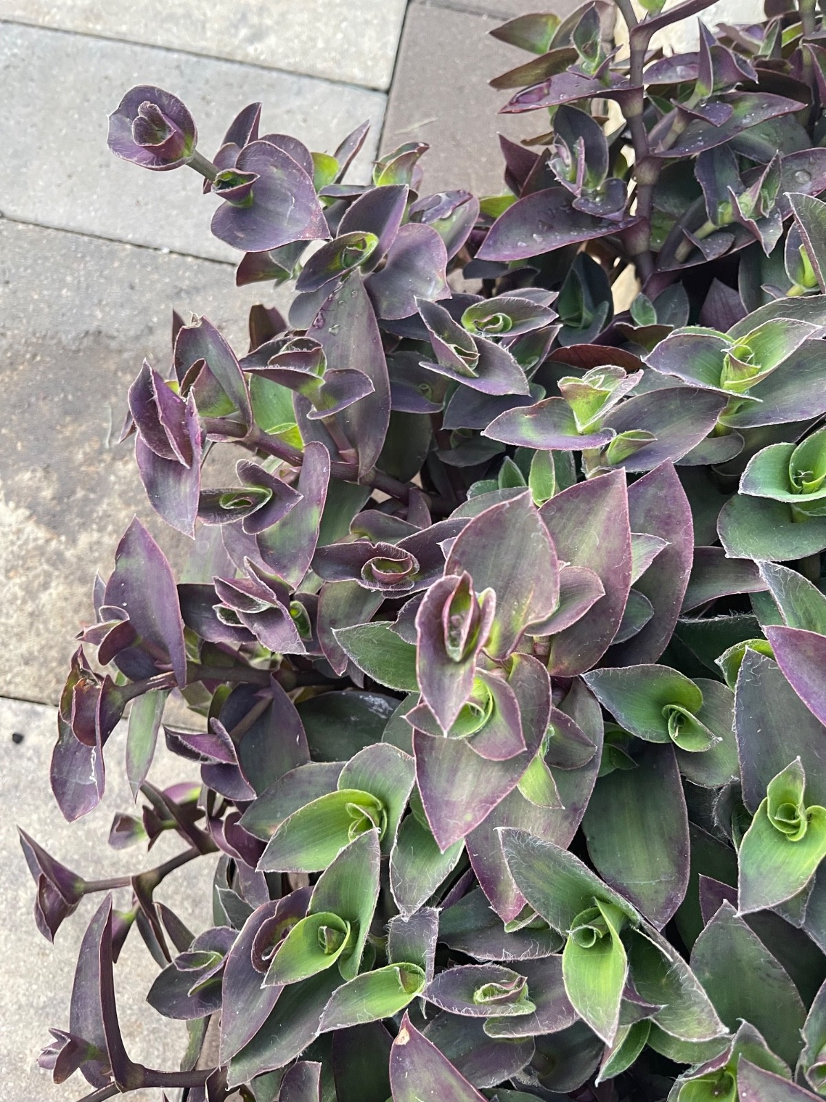 20 Fresh Tradescantia Cuttings–Rare Compact Purple-Green Mounding Variety