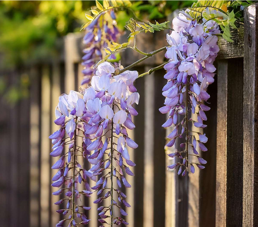 Live Wisteria Tree (Wisteria sinensis) – 12” Tall – 4” Pot – Flowering Vine