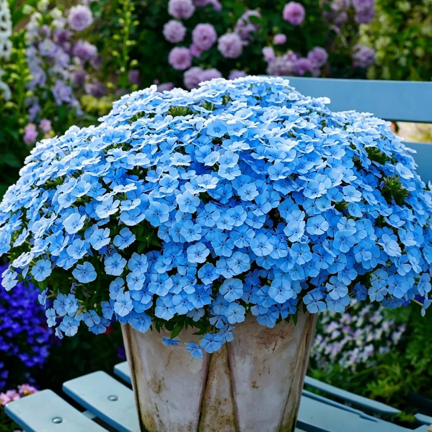 10007+ Creeping Mixed Phlox Seeds for Planting,Bright Perennial Creeping Phlox S