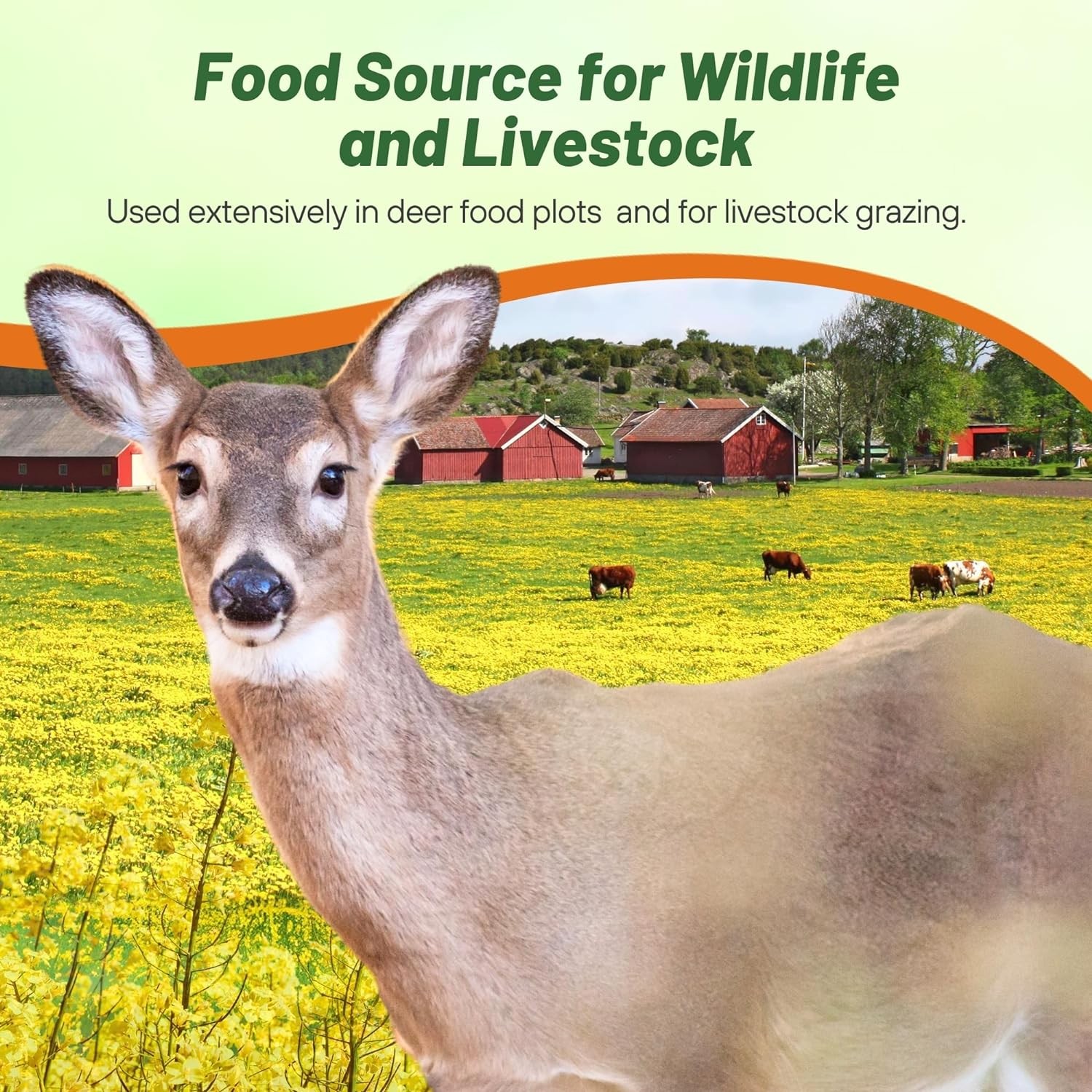1 LB Trophy Rape Seed For Deer Food Plots – Brassicas