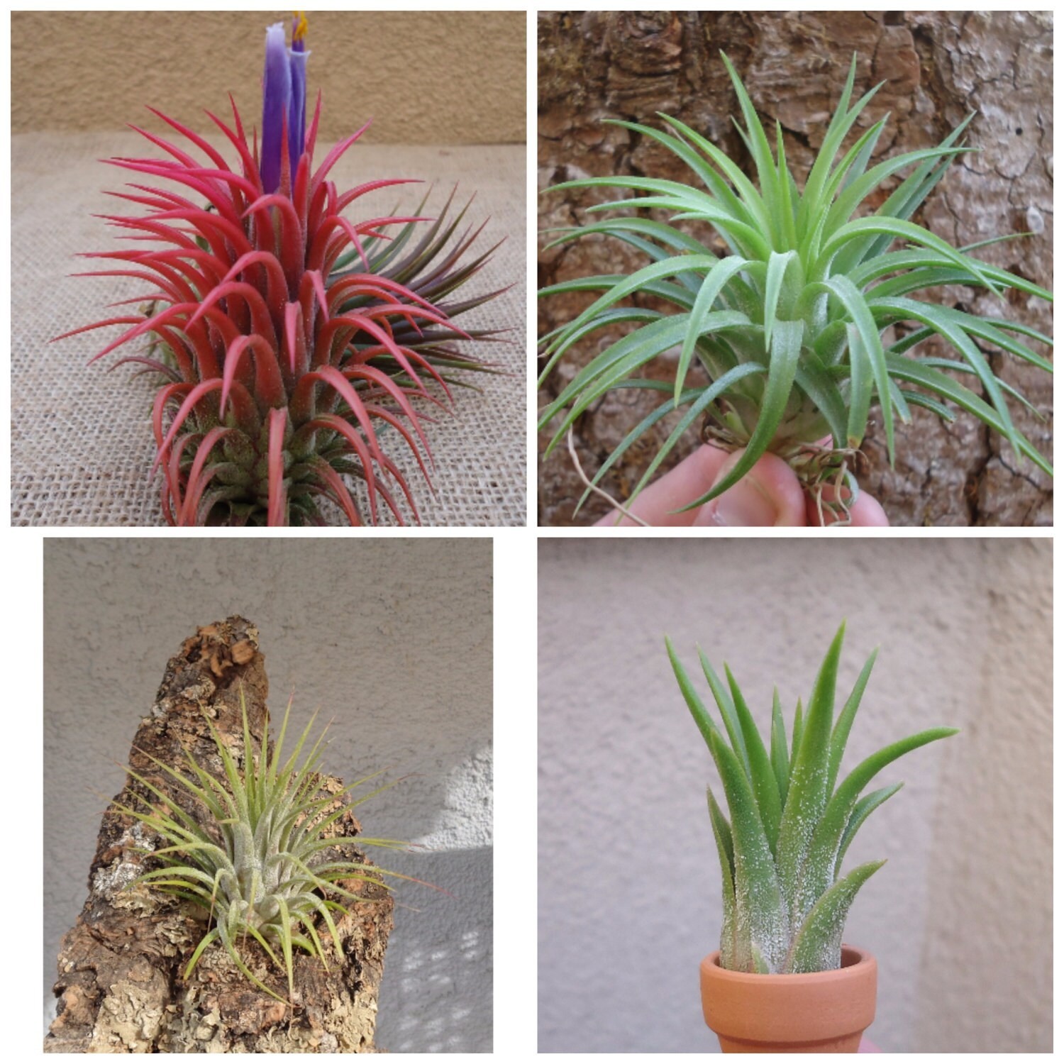 Tillandsia Ionantha Assorted 3 Pack Color Changing Air Plants