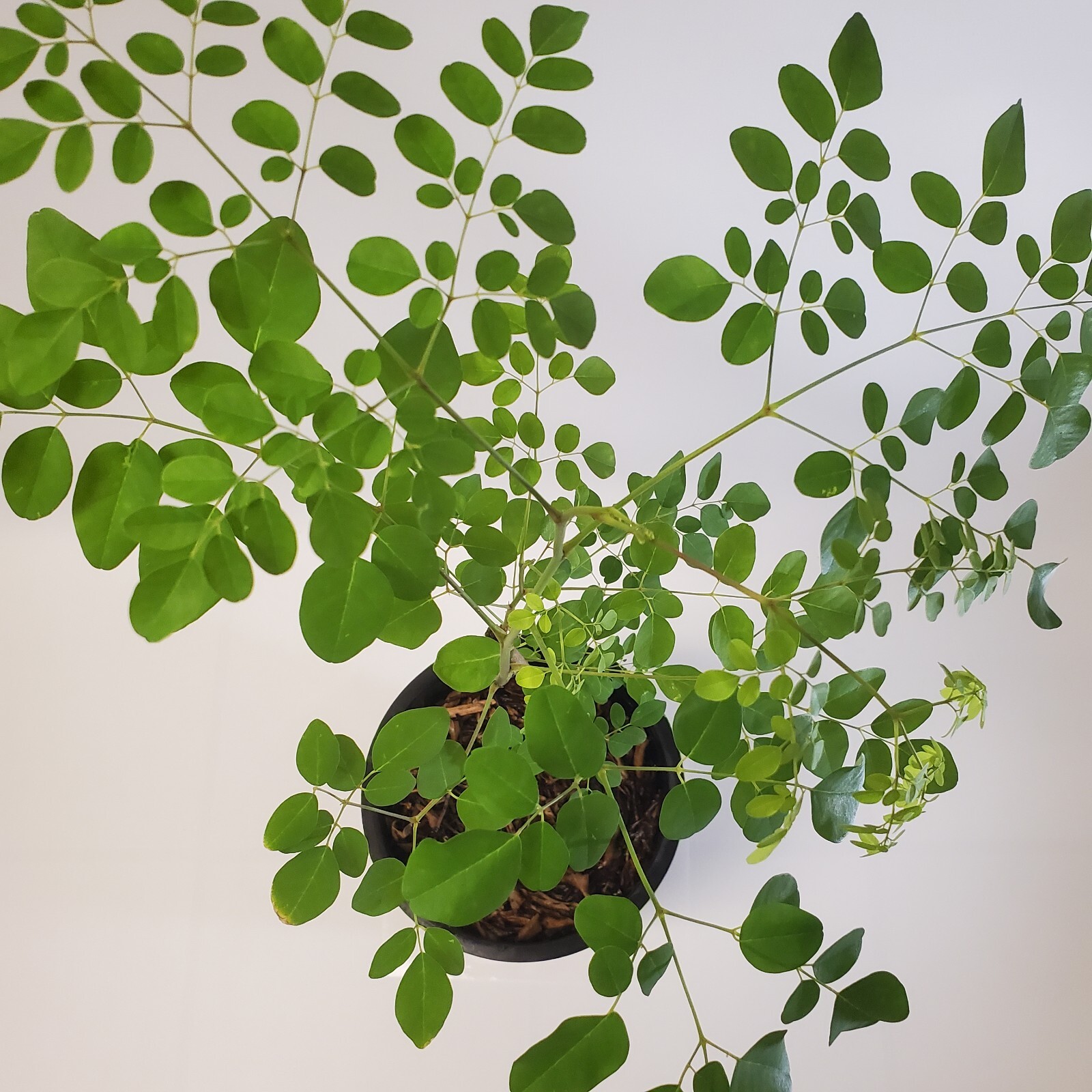Moringa Tree Live Plant 6+ Month Old Trunk Topped Nutritious Miracle Tree