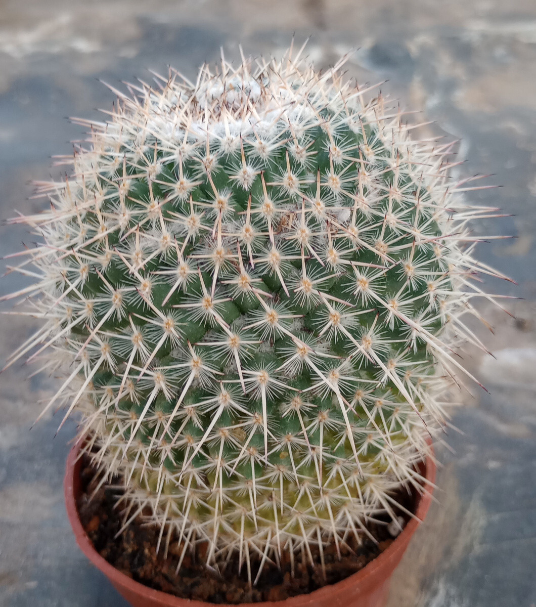 Mammillaria parkinsonii Splitting Heads Cactus LG