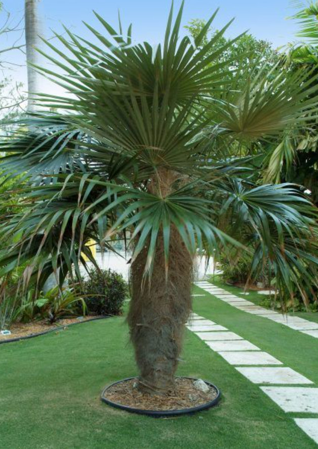 Live Old Man Palm Tree – 3 Gal Pot – Tropical Ornamental Palm – No Ship to CA
