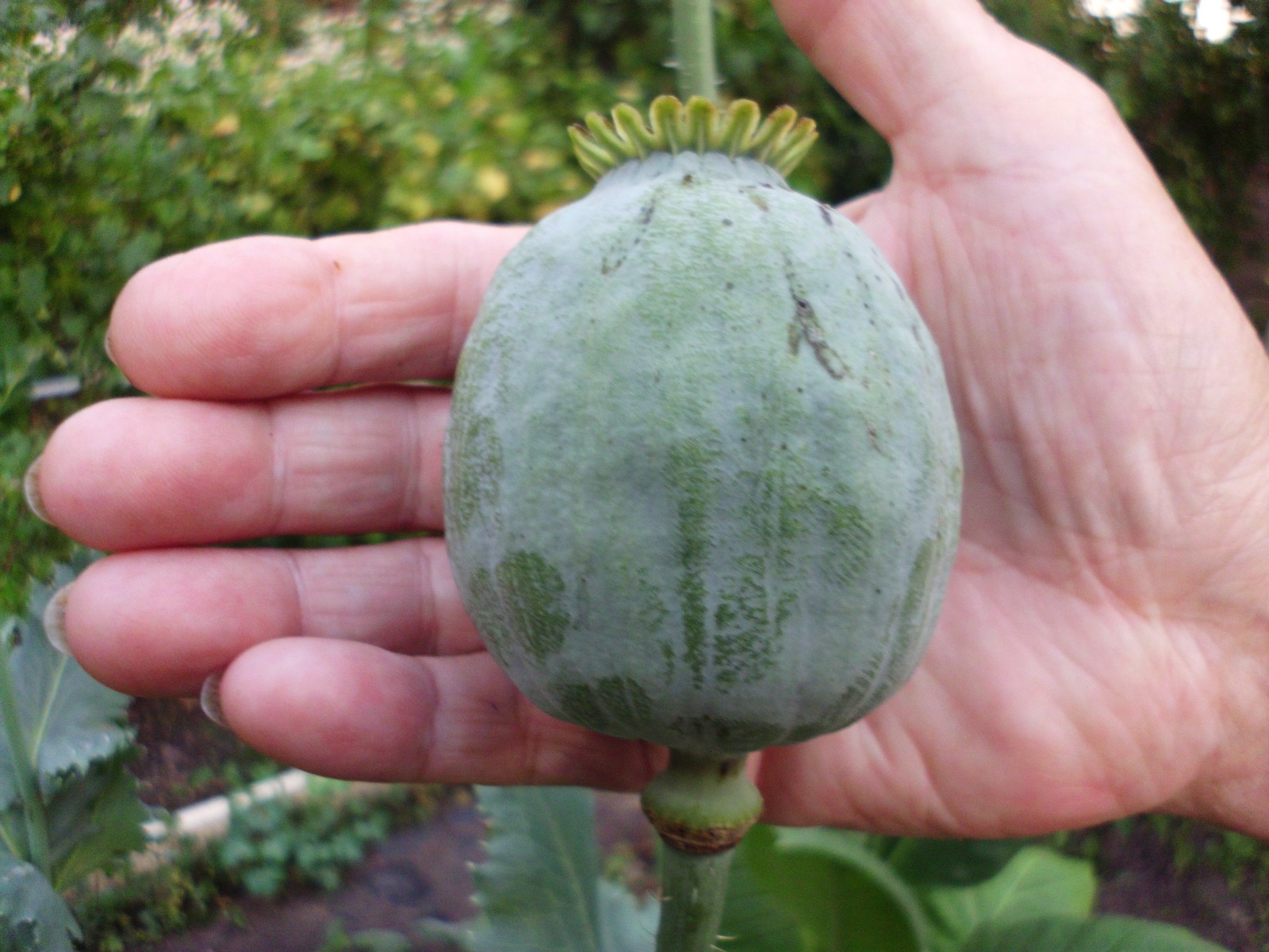 1,000 Qis Bowling Ball Poppy Seeds – The Largest P. Somniferum Poppy Fresh Seeds