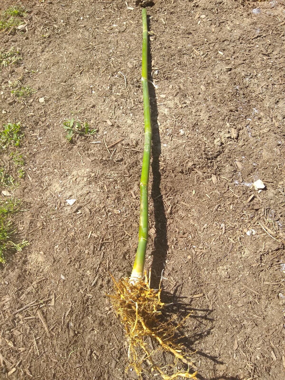 Bambusa Ventricosa*5-7 Gal. Clumping Bamboo*Non-Invasive*Privacy*Growing Season!