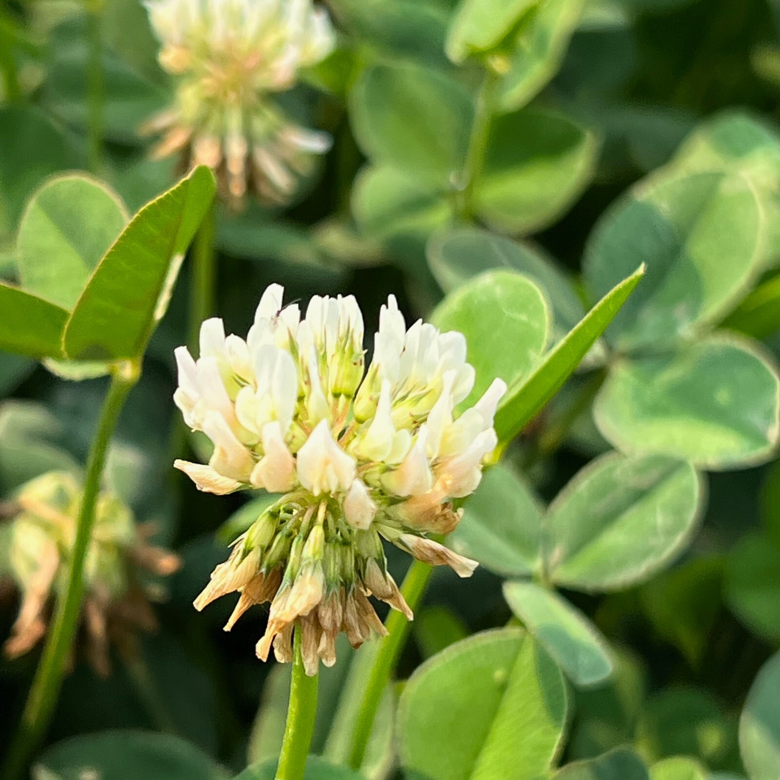 White Clover Seeds for Planting: Certified Organic Cover Crop Bulk Seed Packet