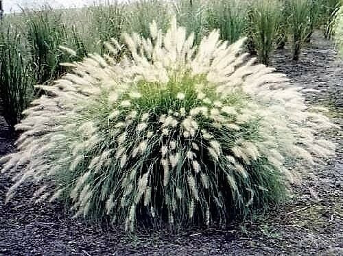60 Fountain Grass Seeds Pennisetum Alopecuroides~Brooklyn Botanical Gardens Club
