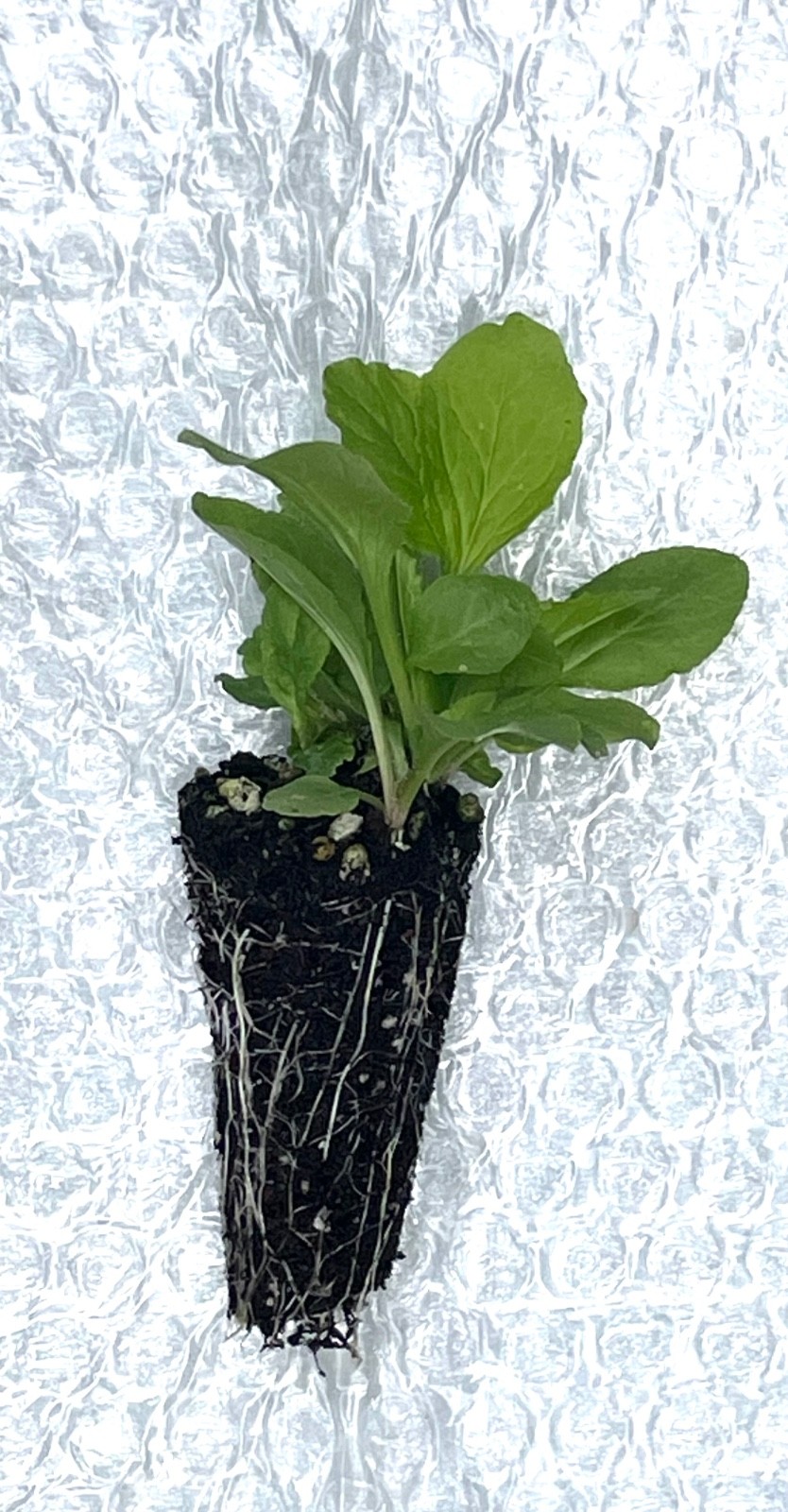 Great Blue Lobelia – Starter Plug-Grown Seedlings (5-Pack)