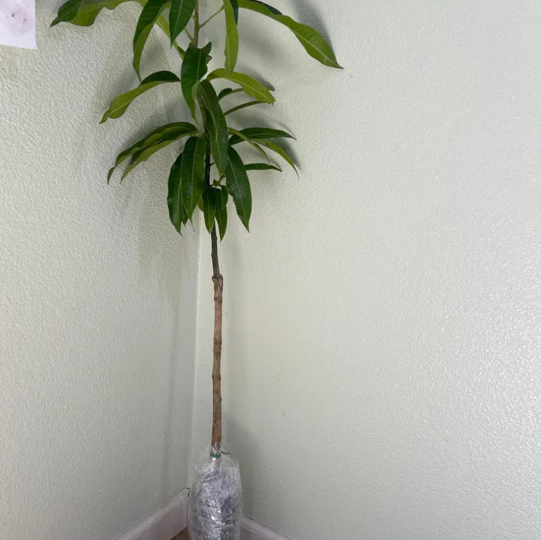Grafte Banganapalli mango Fruit Tree (3-4 ft) (manglifera)