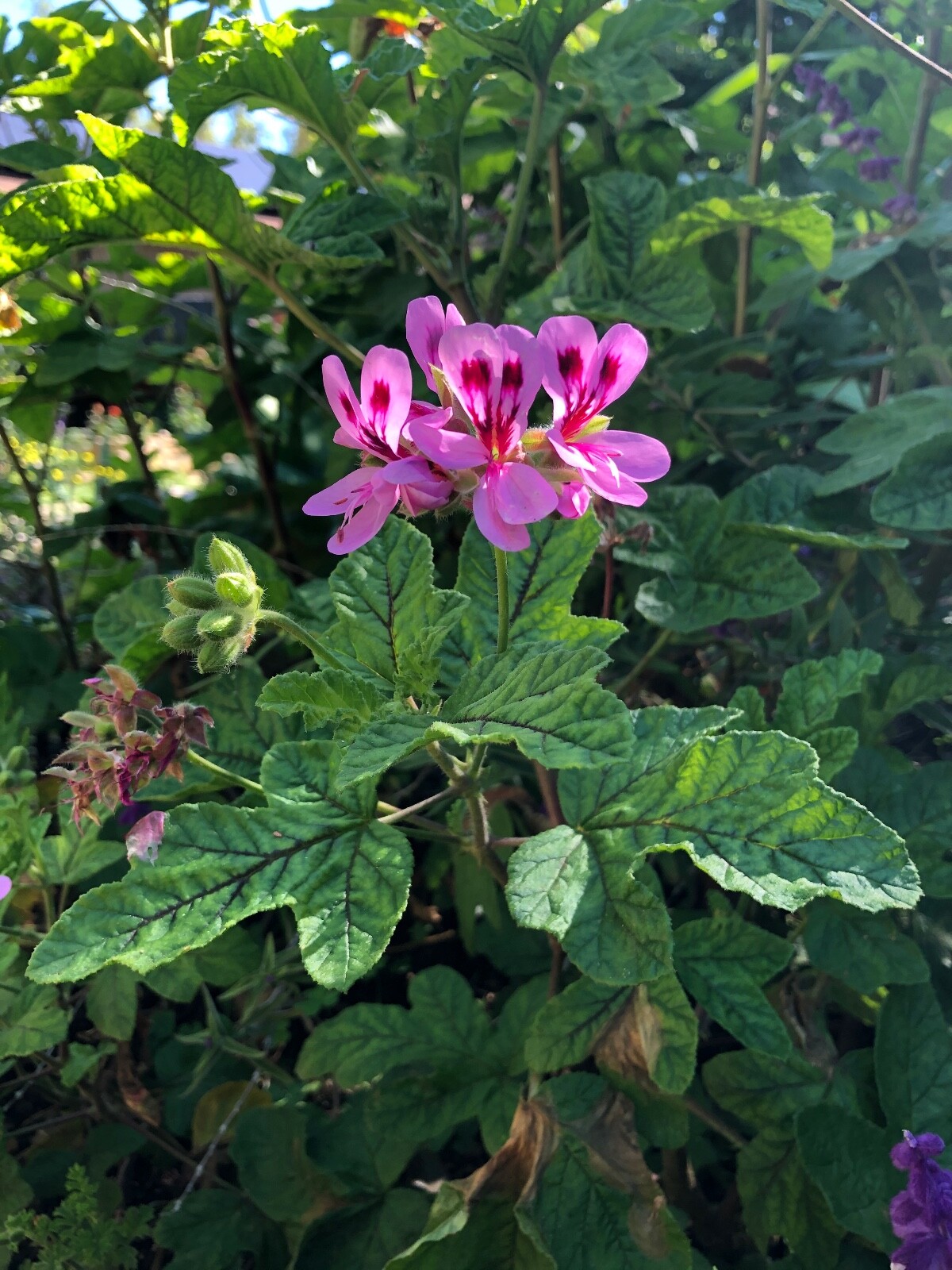 LAVENDER PINK PEPPER SCENTED PELARGONIUM GERANIUM 3 X 5″ LIVE PLANT CUTTINGS