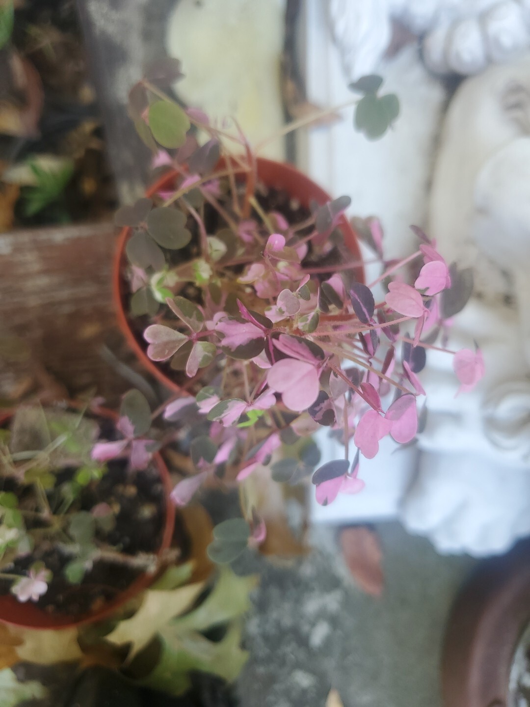 Oxalis Vulxanicola “Lucky” Red Pink Green PURPLE Tricolor In 3″ Pot Live Mini