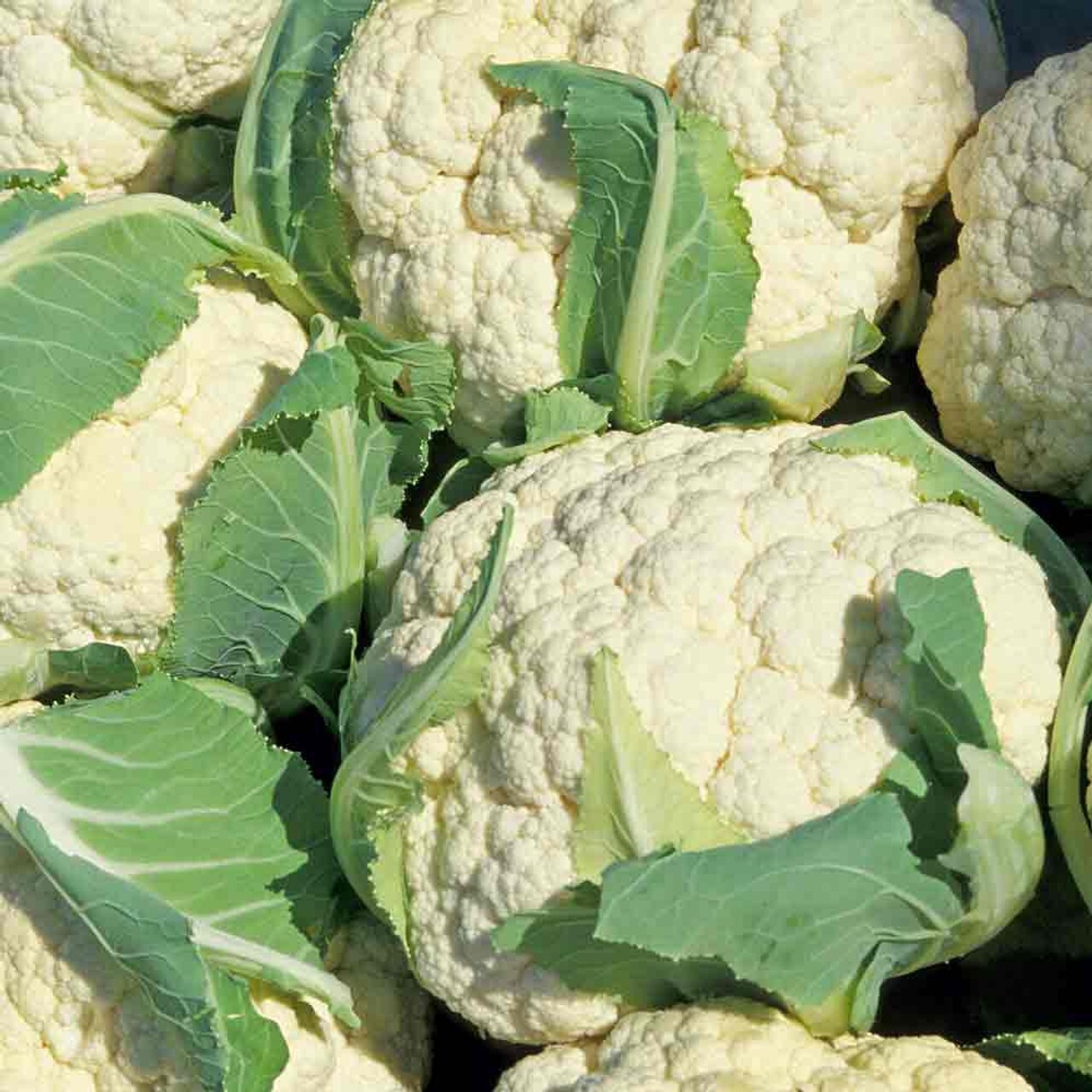 Cauliflower Snowball Y Improved, Cruciferous, Non-GMO, Self Blanching, #47